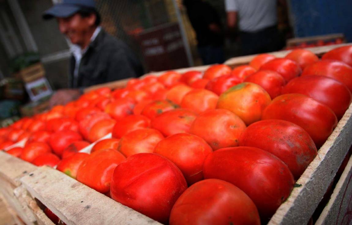  Pequeños productores de tomate en Querétaro buscan industrialización para resisitir aranceles