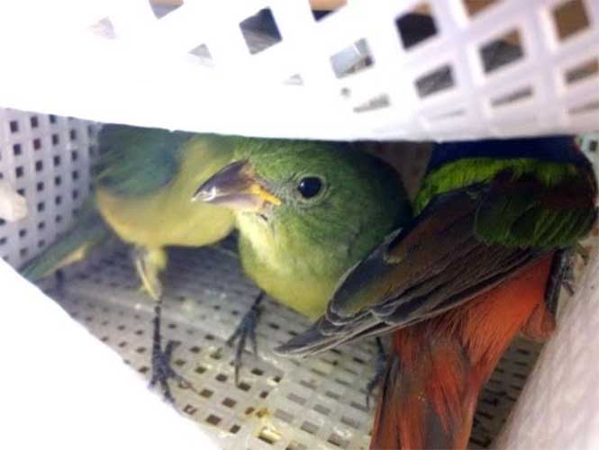  Confiscan en Barajas 120 aves protegidas, 52 ya muertas, procedentes de México