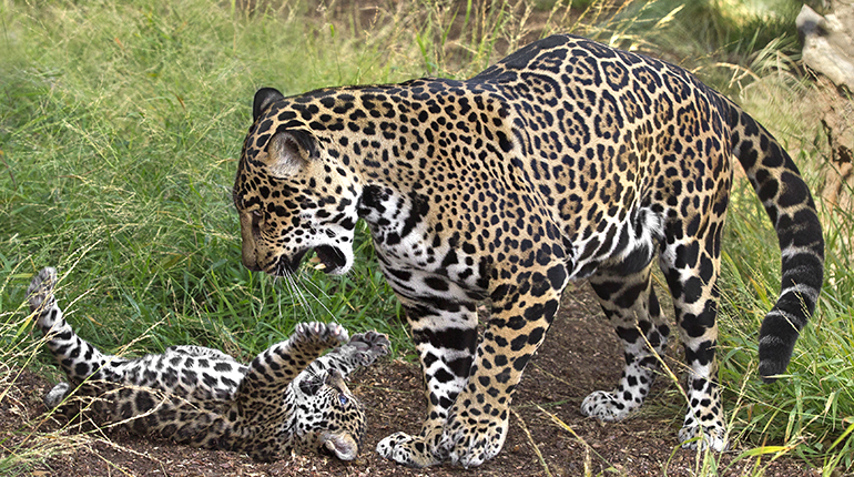  Lidera MA�xico estrategia de conservaciA?n del jaguar en LatinoamA�rica