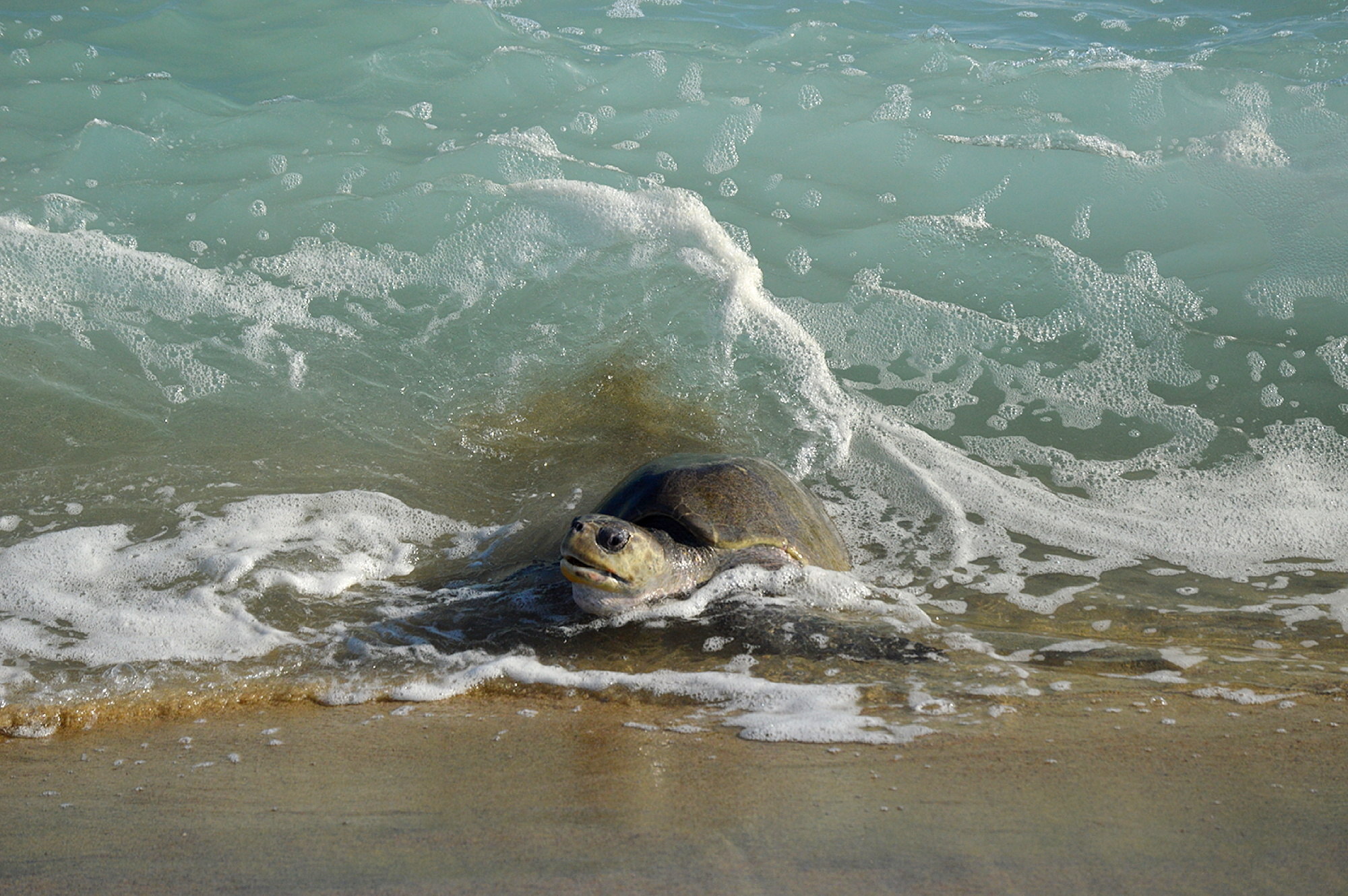  Cerca de 12 mil tortugas golfinas llegan a las costas de Oaxaca