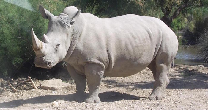  Extraerán óvulos a últimas hembras de rinoceronte blanco del norte para salvar subespecie