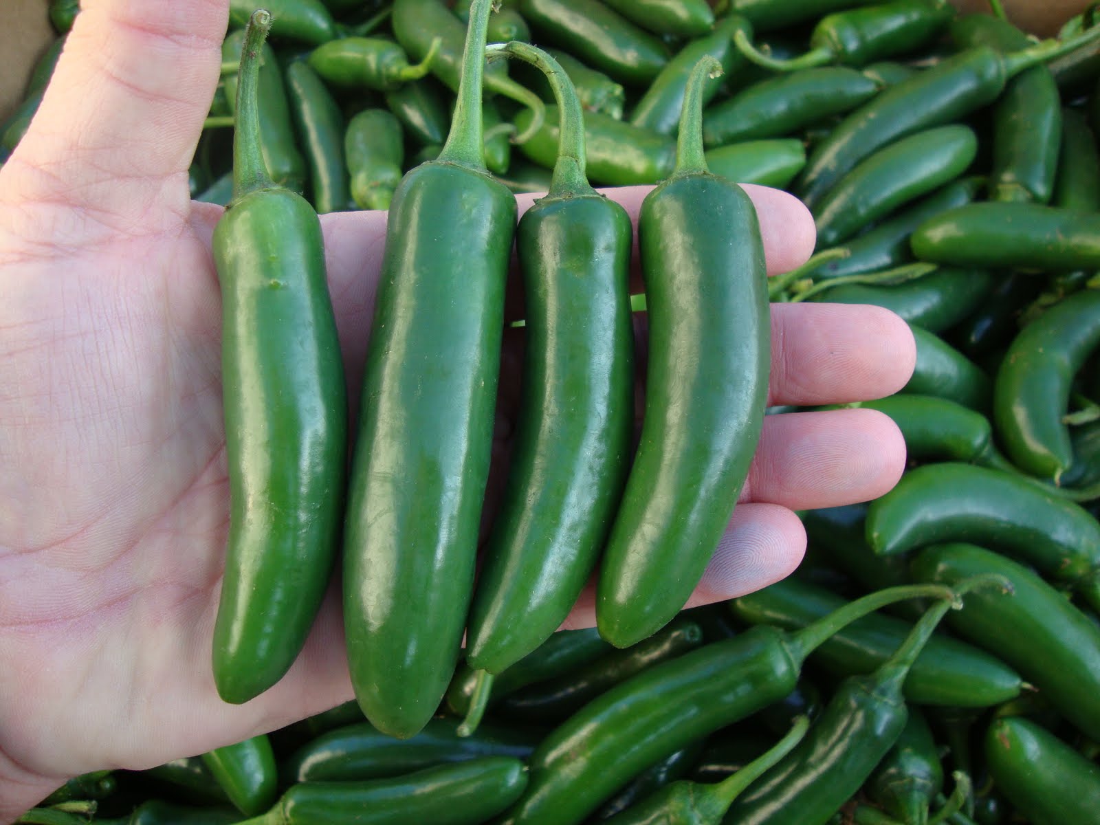  A la alza, producción de chile en Querétaro