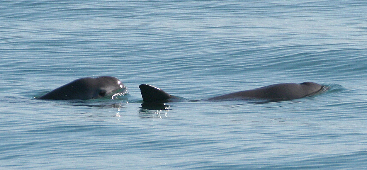  Avistan dos vaquitas marinas cerca de zona protegida en Golfo de California