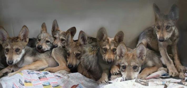  Zoológico de la CDMX acoge a siete crías de lobo mexicano en peligro de extinción
