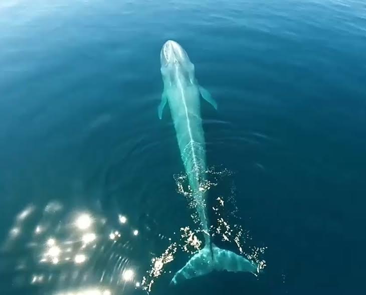  Estudiante de doctorado de la UAQ utiliza drones para monitorear ballenas en el Golfo de California