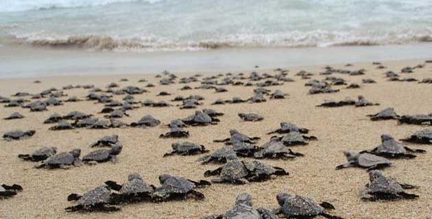  En riesgo tortuga marina por cambio climático