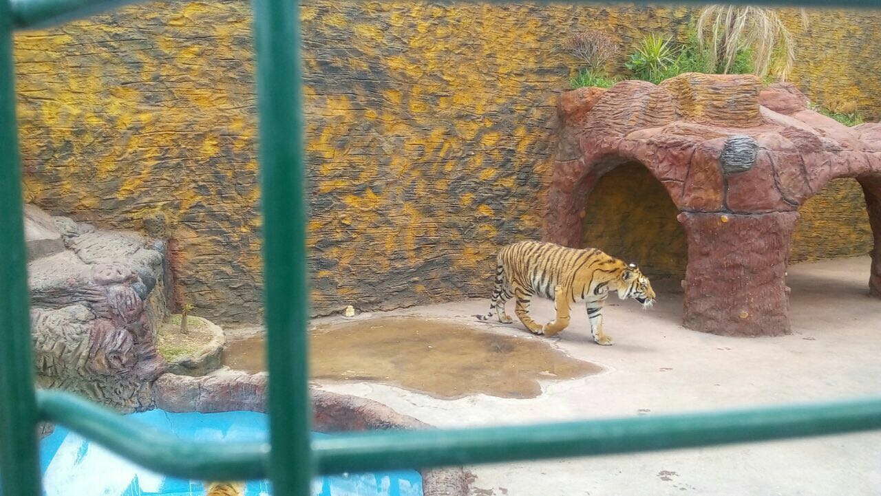  Confiscan dos tigres de Bengala en un domicilio particular de Jerécuaro, Guanajuato