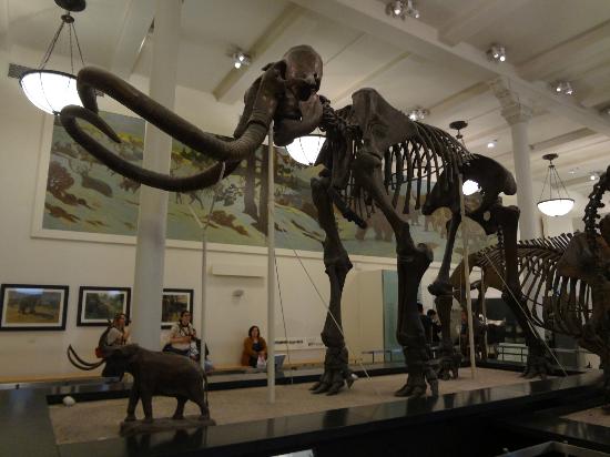  Un esqueleto casi completo de un mamut vendido por 548 mil 250 euros