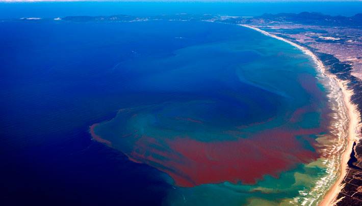  Mareas rojas, un peligro latente para el ser humano
