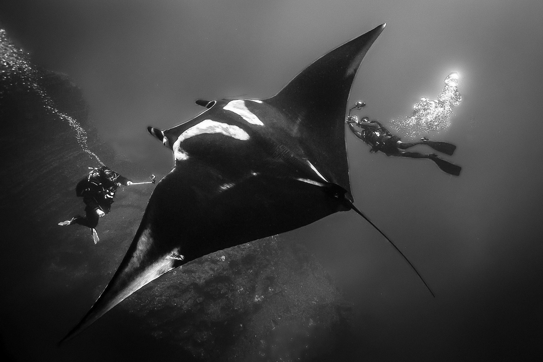  La mantarraya gigante, el “diamante negro” del Archipiélago de Revillagigedo