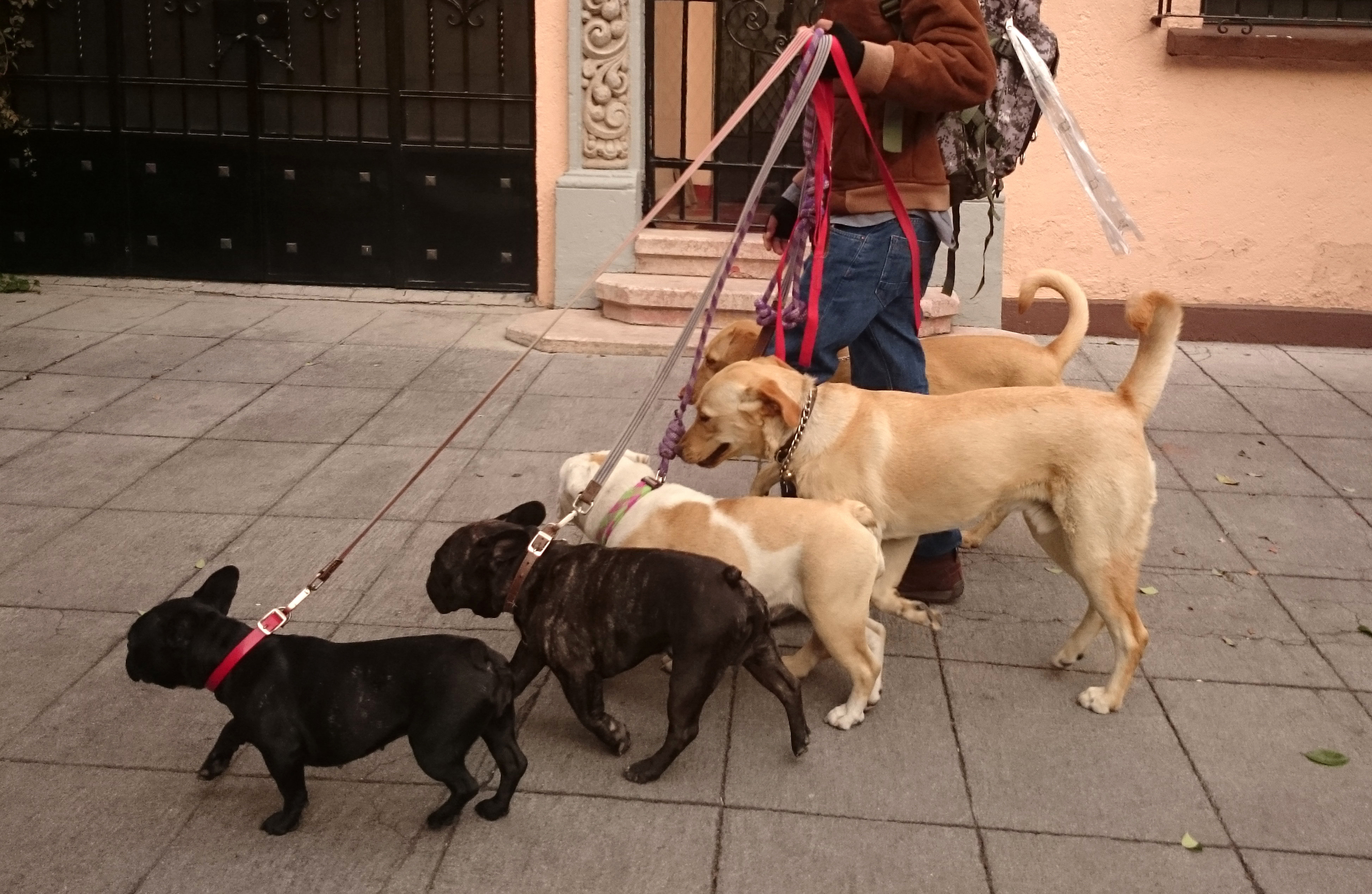  Conoce “WeDogs!”, la aplicaciA?n mexicana para encontrar paseadores de mascotas