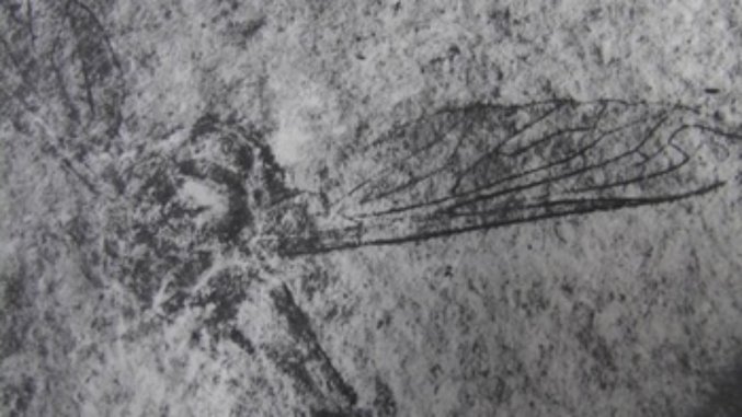  Hallan fósiles de 60 y 90 millones de años de antigüedad en Chiapas