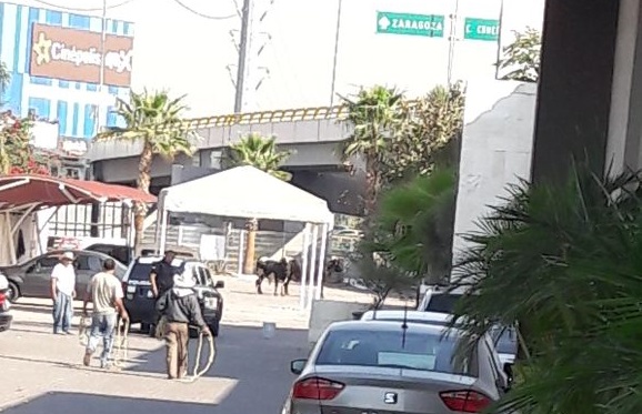  Escapan dos toros a las afueras de la plaza Santa MarA�a y causan conmociA?n