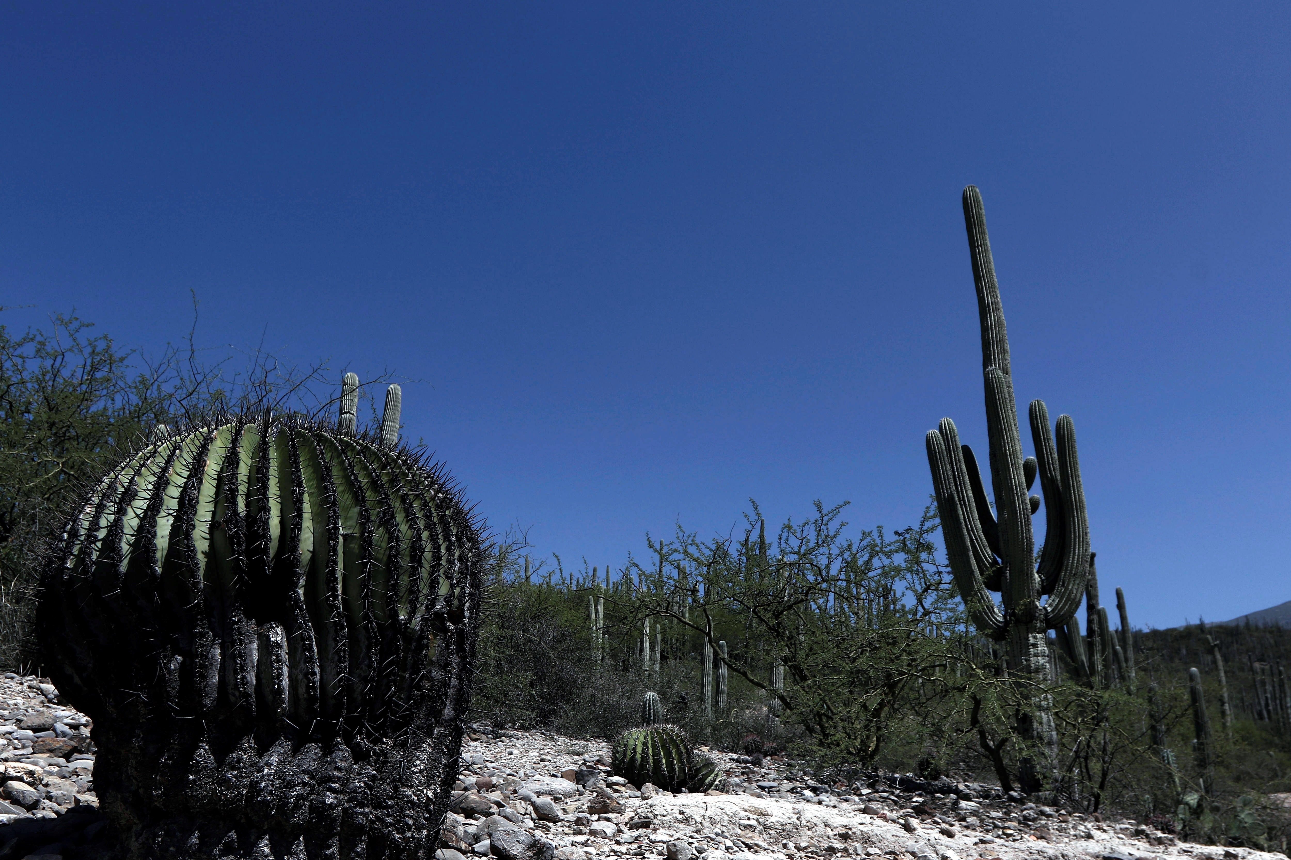  La reserva de la biosfera Tehuacán-Cuicatlán ya es patrimonio mundial