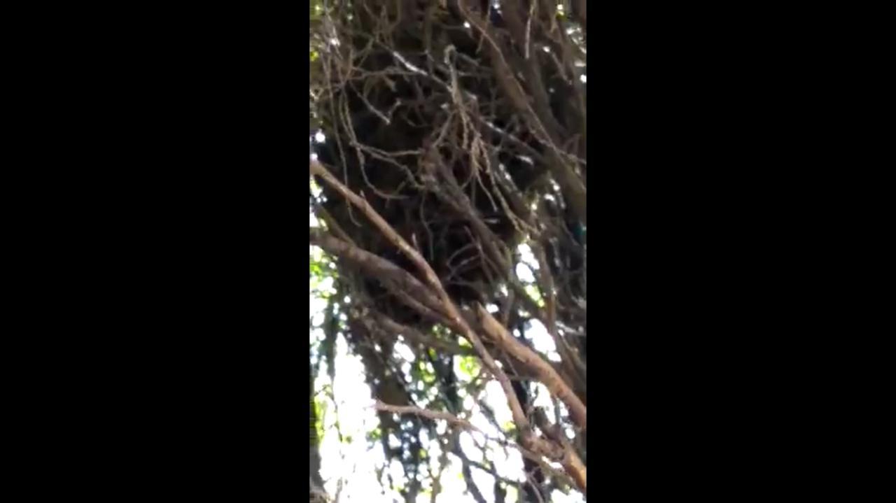  Denuncia Tere García ataque de abejas en Unidad Deportiva de Corregidora