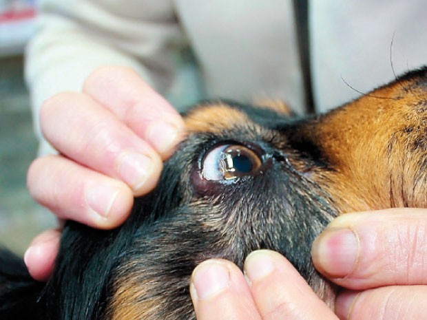  Inician investigación por envenenamiento de perros en Tequisquiapan