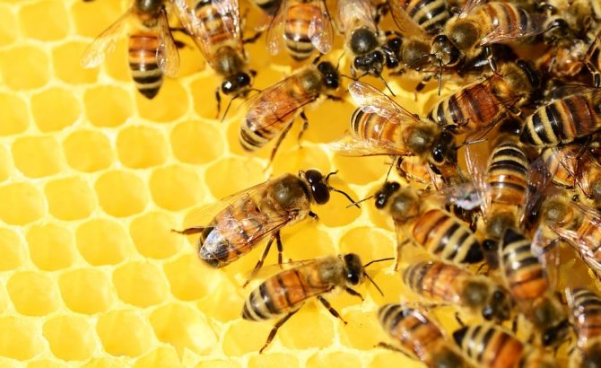  Es la abeja el ser vivo más importante del planeta
