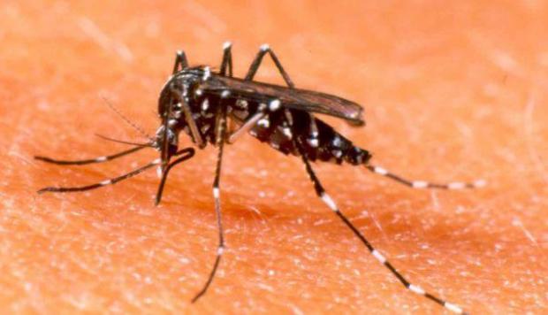 Investigadores brasileños identifican fármaco que combate virus de chikunguña