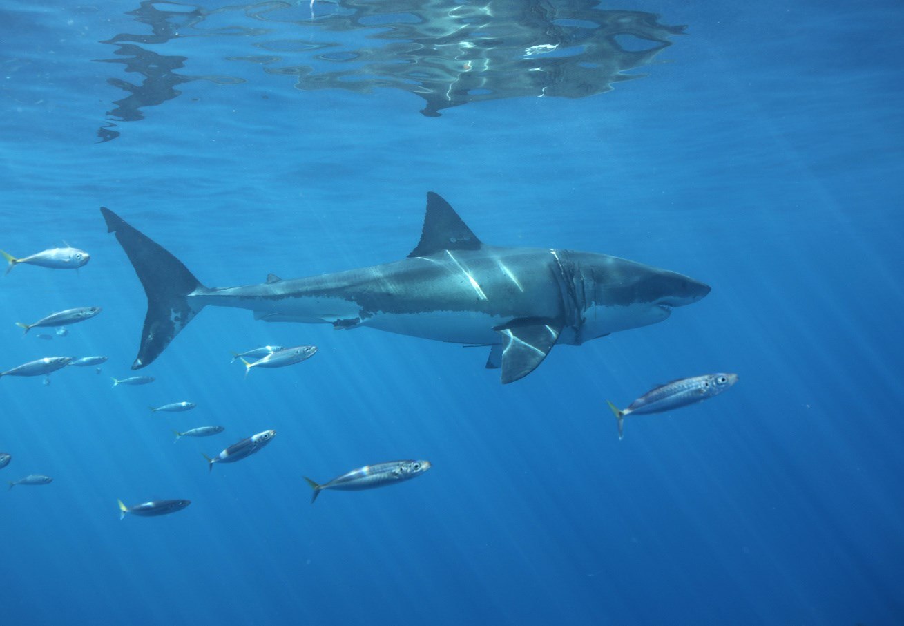  Isla Guadalupe, el lugar perfecto para observar al tiburón blanco