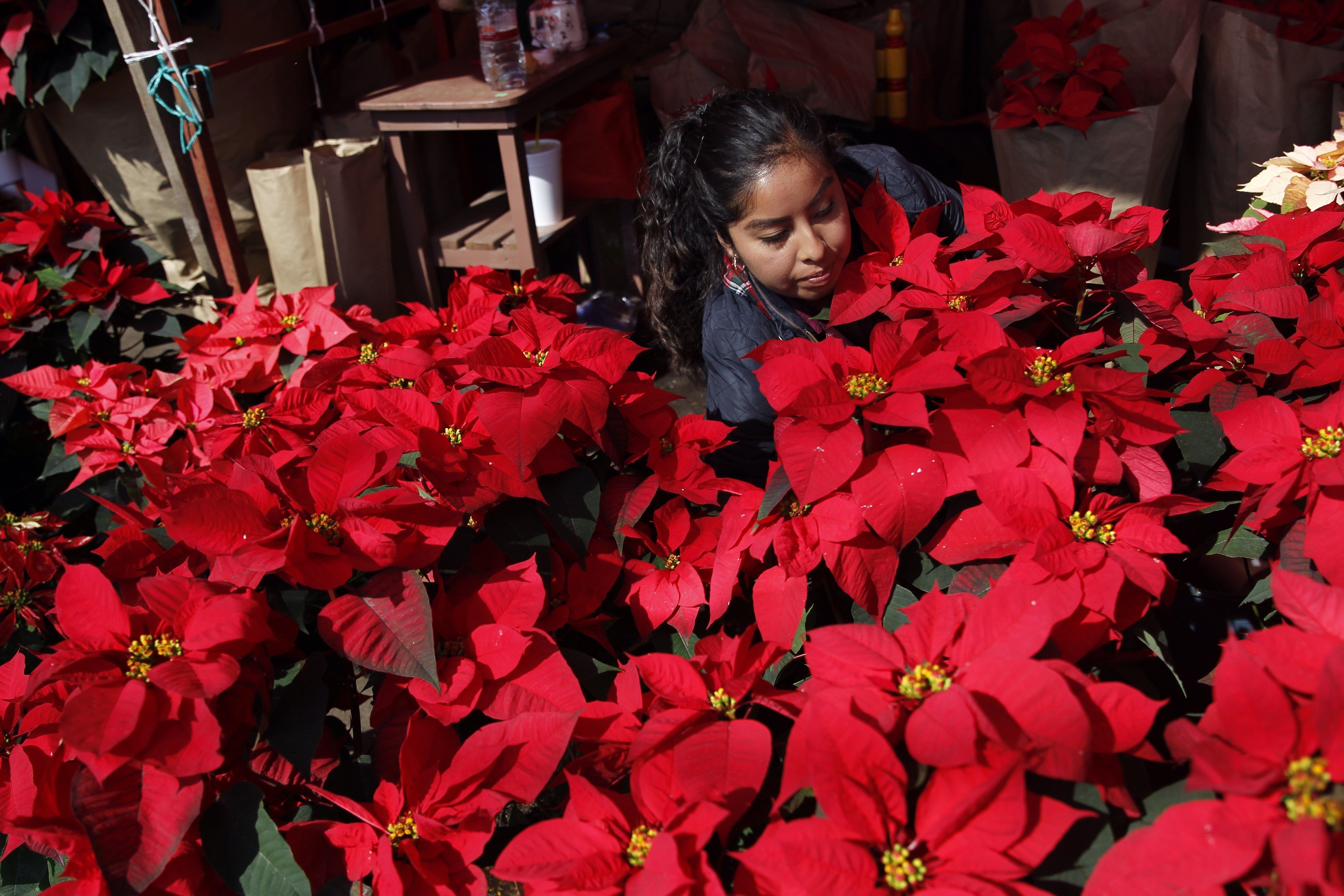  Flor de Nochebuena, símbolo navideño que cubre de rojo millones de hogares