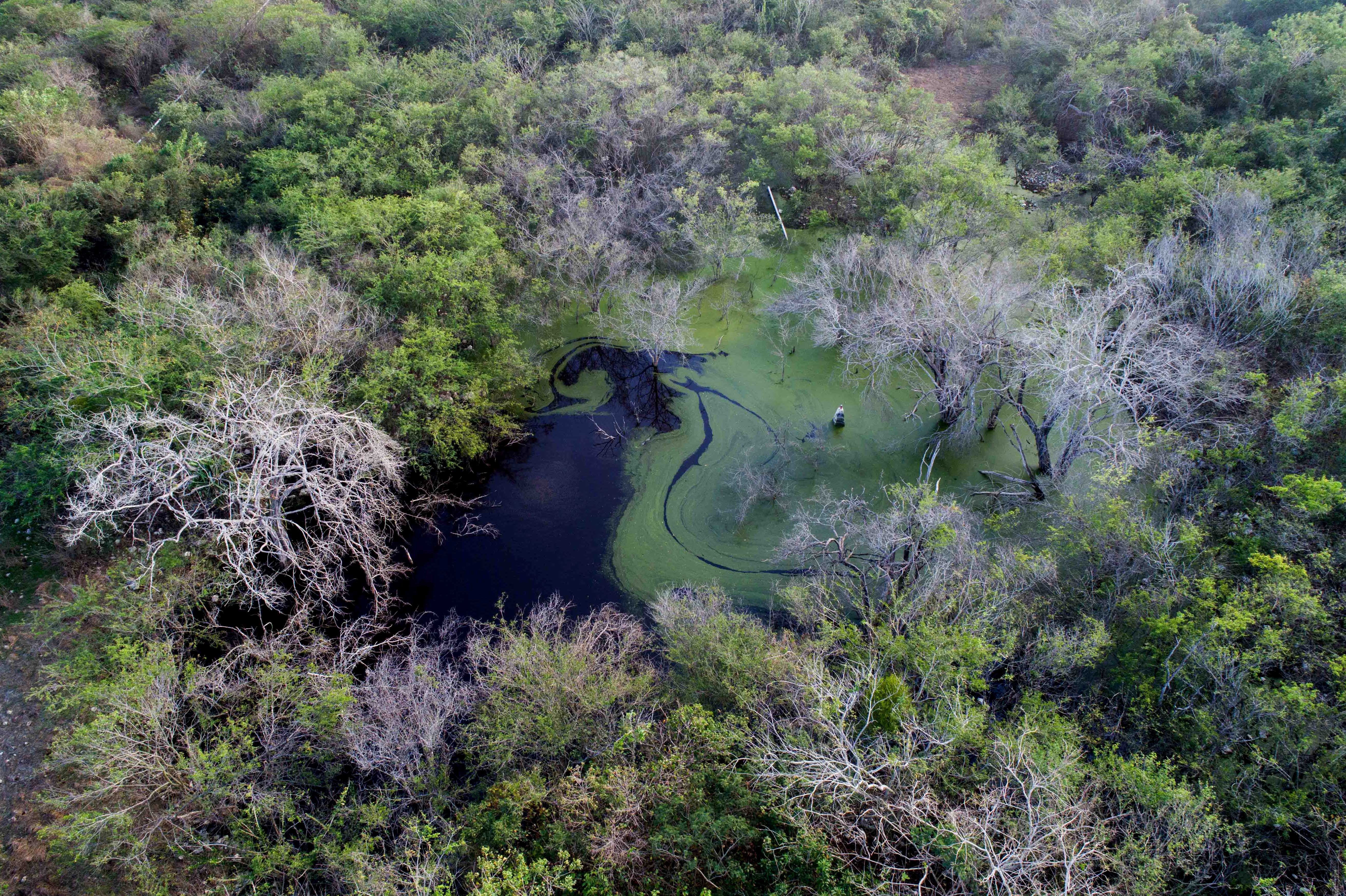  Campesinos denuncian contaminación en selva maya por “megagranja” porcina