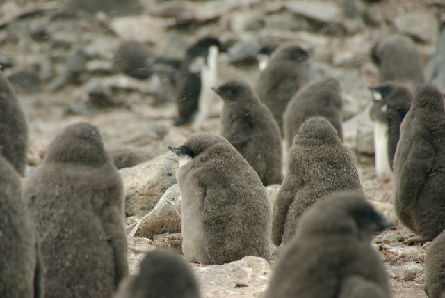  Dos polluelos de pingüinos antárticos son la atracción en zoológico mexicano