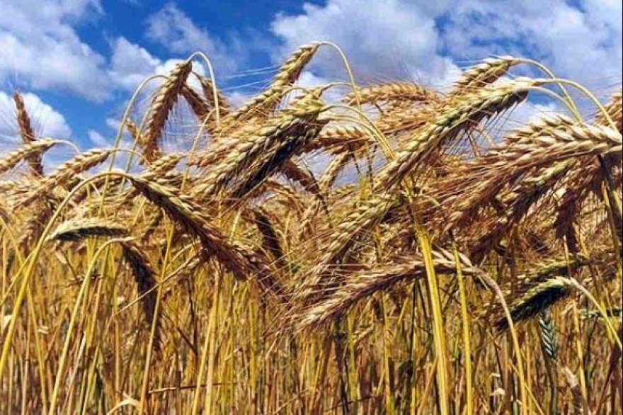 Producción de granos en Querétaro, en riesgo por altas temperaturas: Sedea