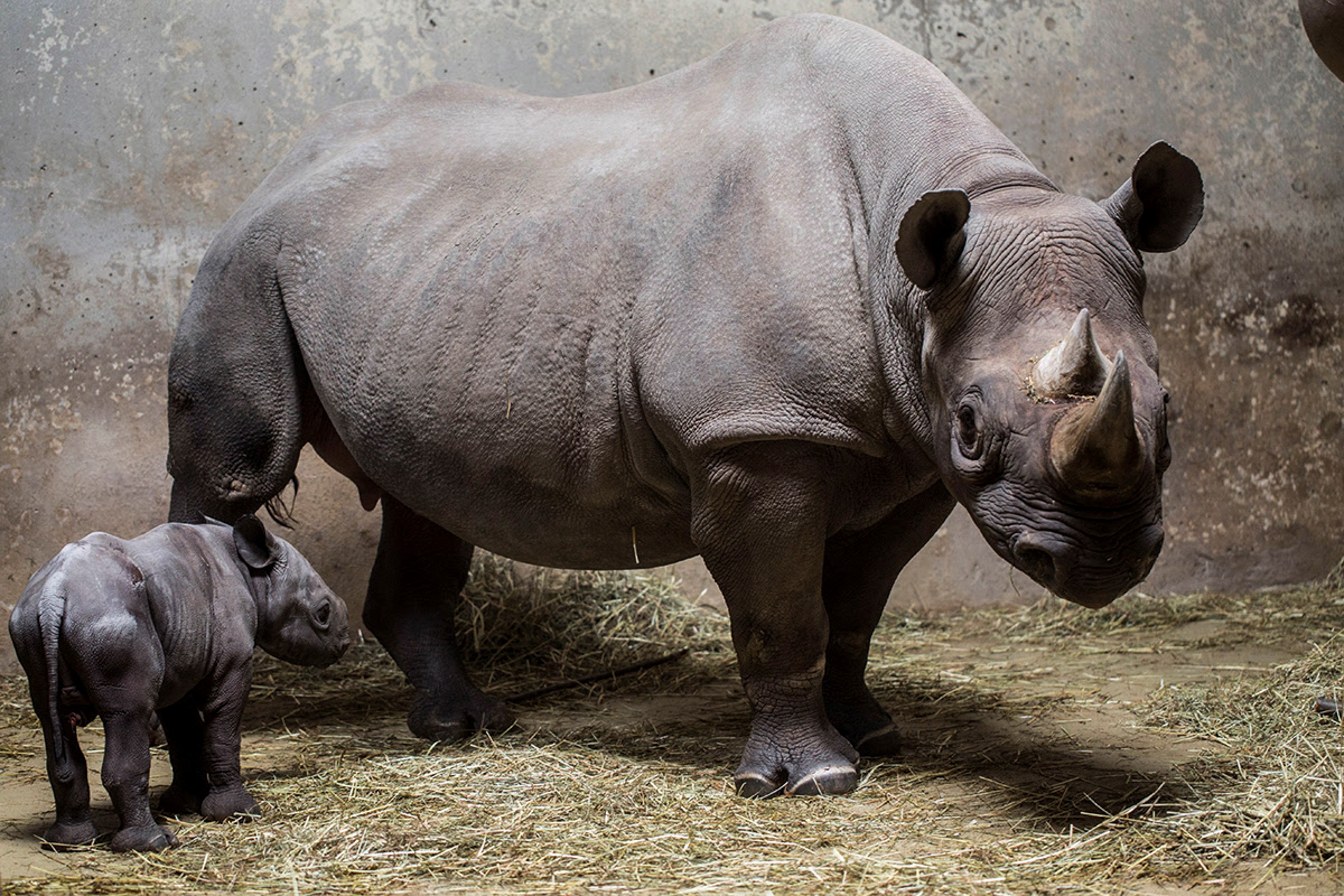  Nace rinoceronte negro en Zoológico de Chicago