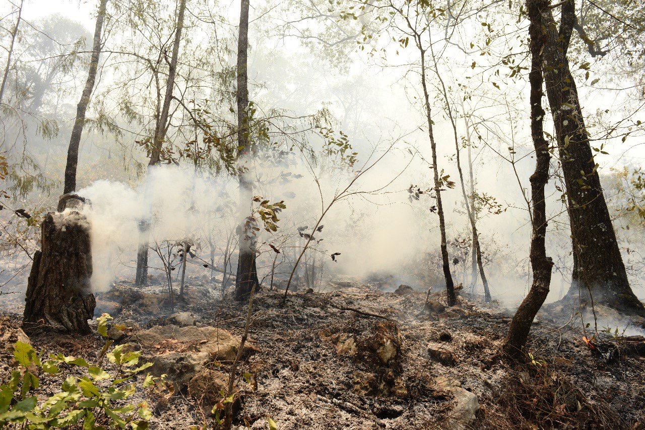  Incendios han consumido 2 mil hectáreas de bosque en la Sierra Gorda