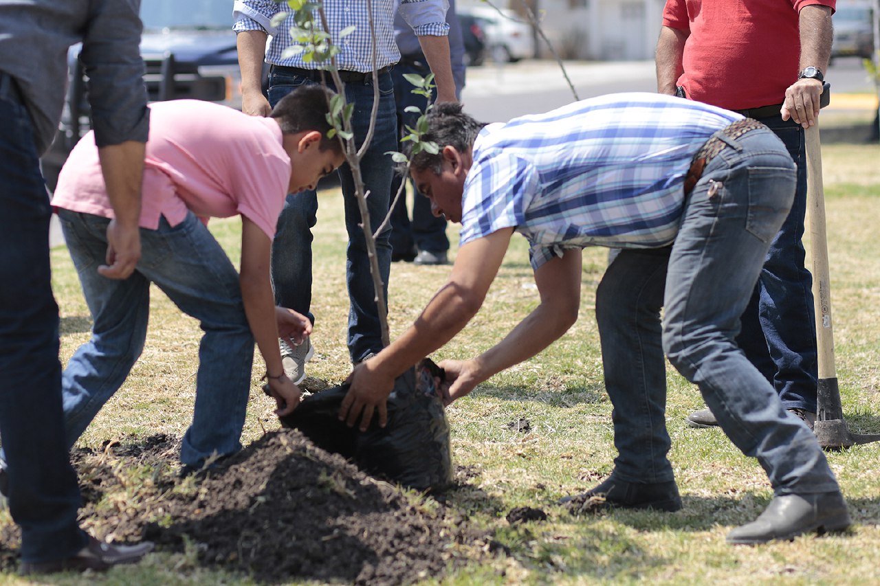  En menos de un año, municipio de Querétaro plantó más de 75 mil árboles nuevos