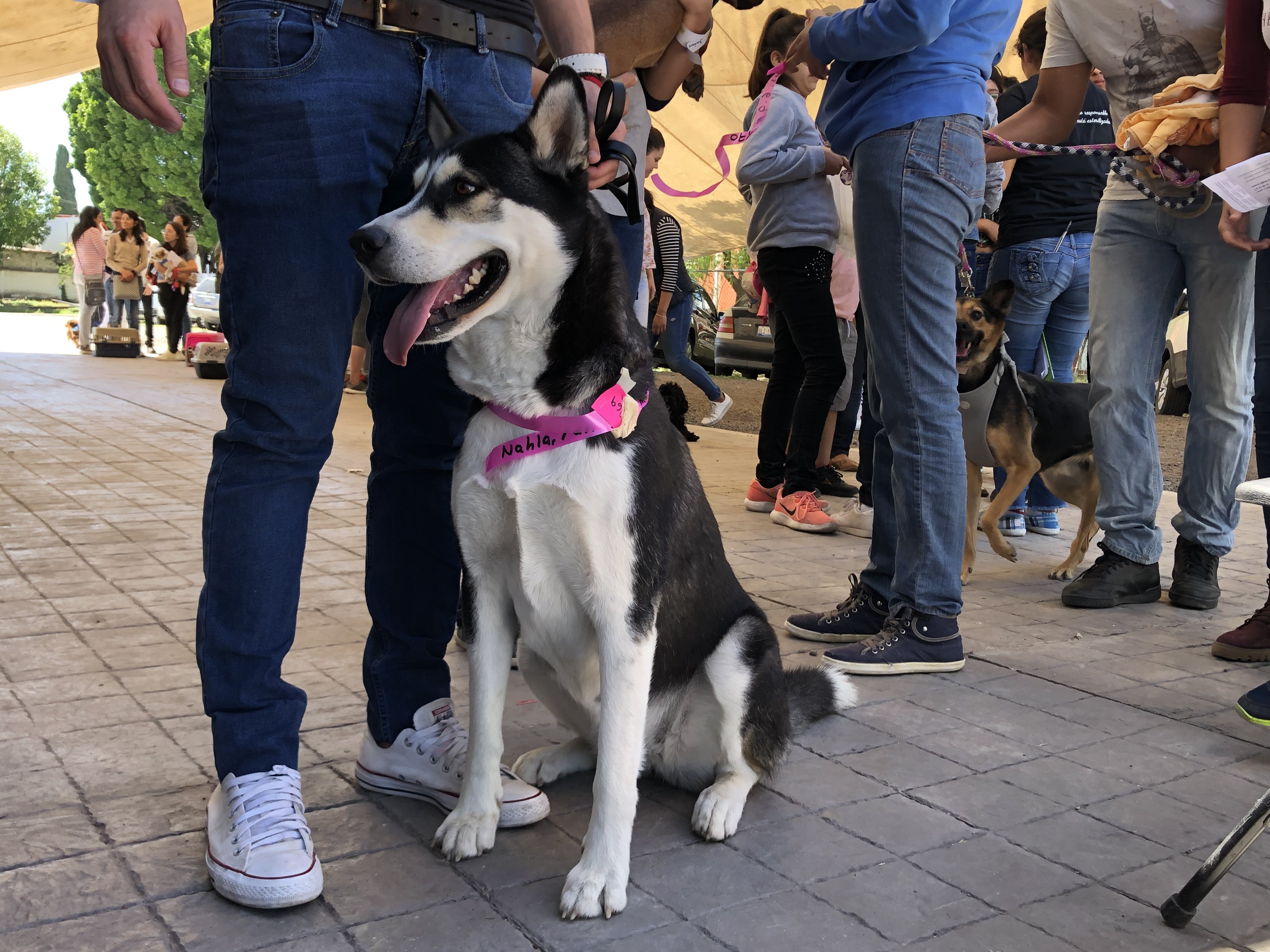  Atienden a 750 perros y gatos en megajornada de esterilización en La Era