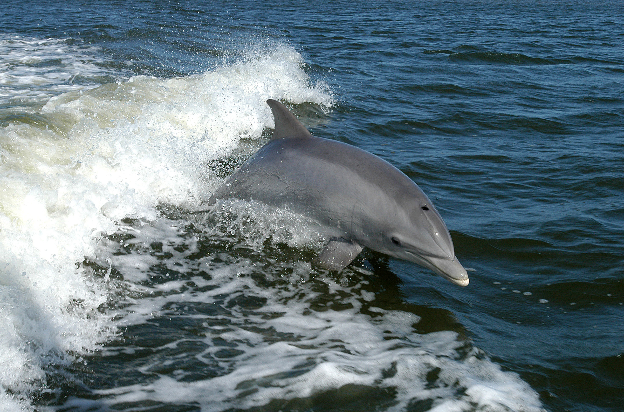 EU investiga muertes de más de 270 delfines en Golfo de México