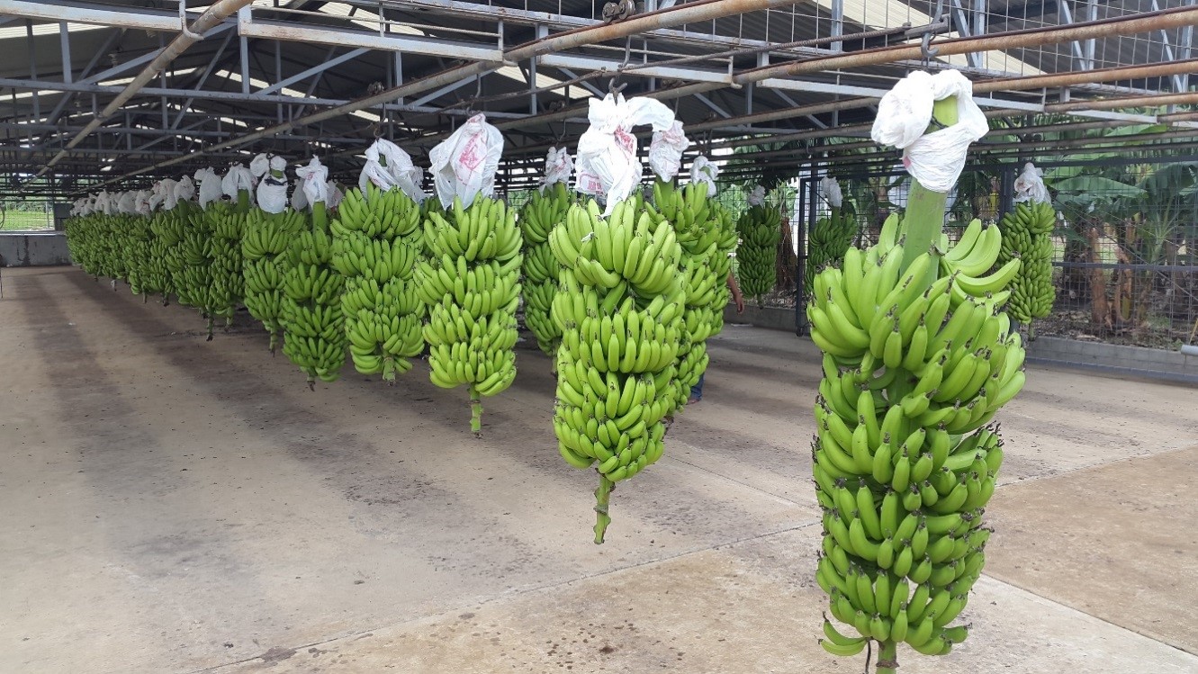  Plátano, de Chiapas para México y el mundo