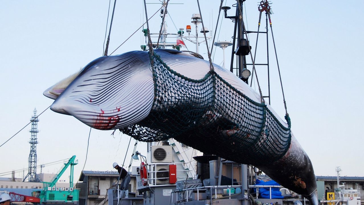  Pese a desaprobación internacional, Japón reanudará este lunes la caza comercial de ballenas