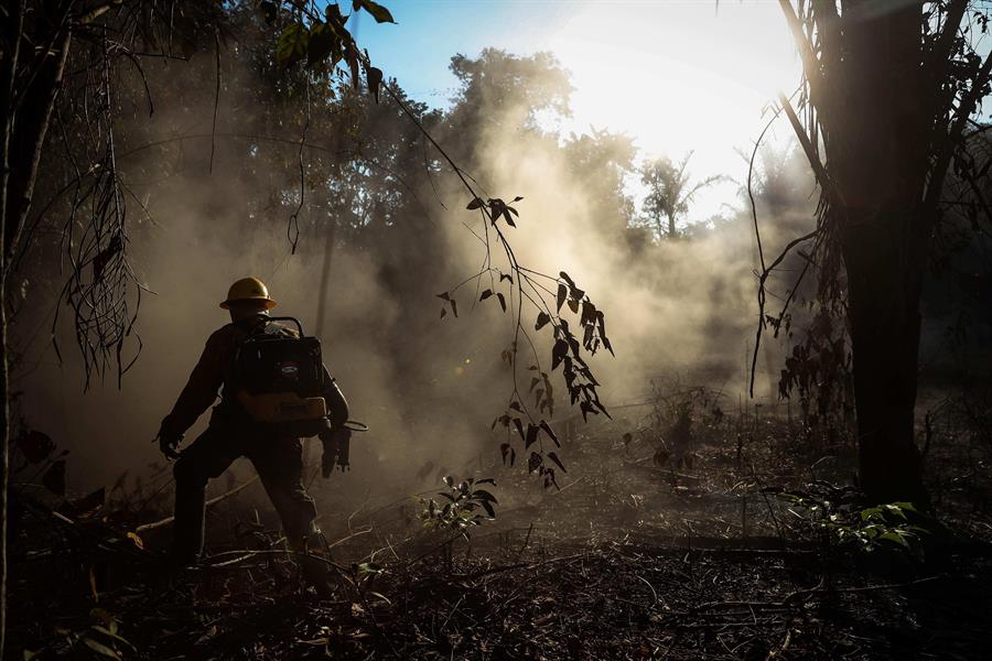  Redes criminales, detrás de deforestación en Amazonas: HRW