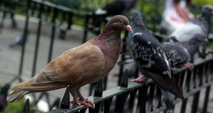  Bruselas dará anticonceptivos a las palomas para reducir su población