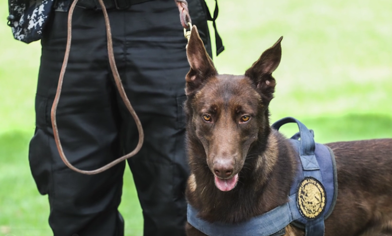  Una vida rastreando bombas; los perros policías de San Lázaro