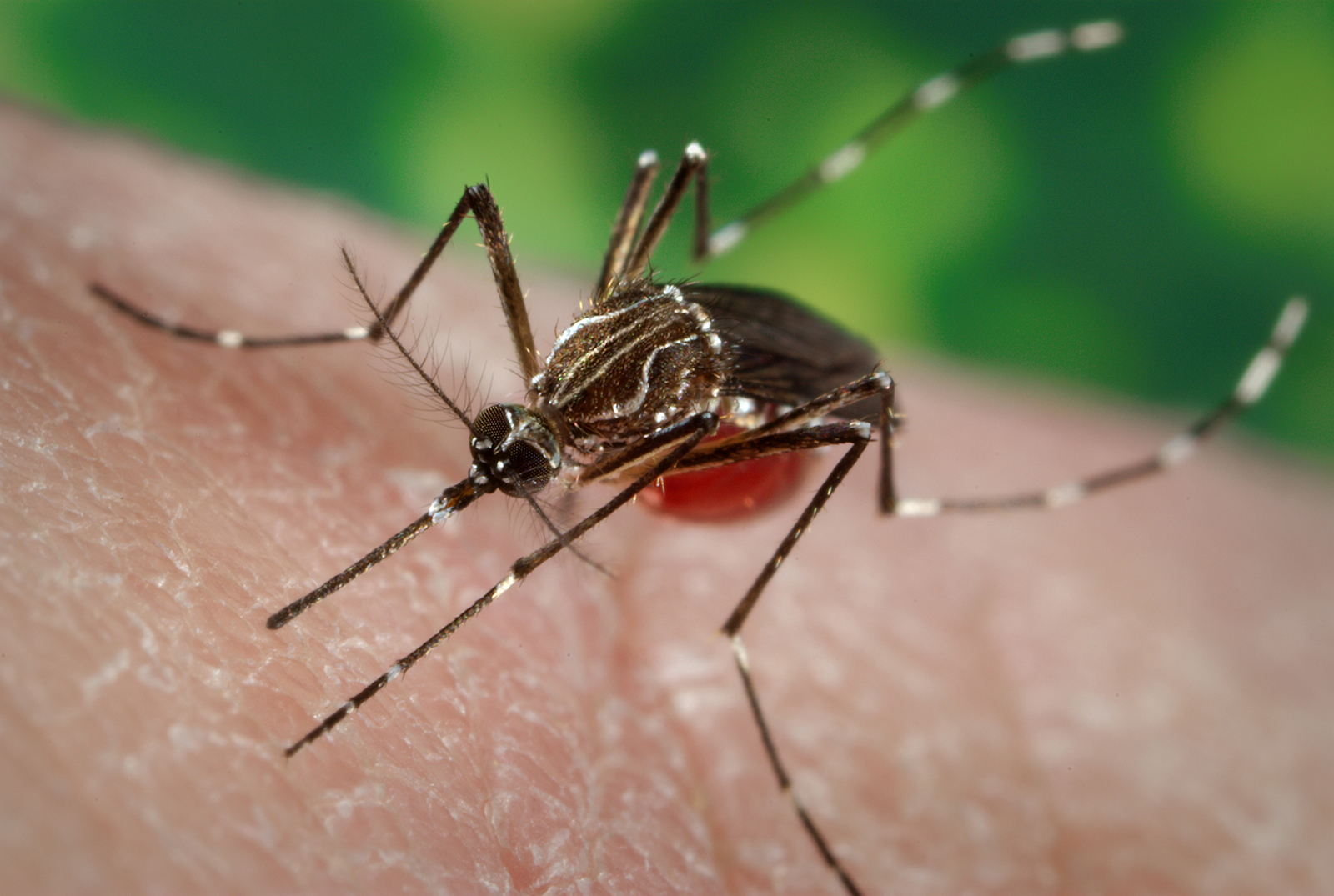  Incrementan 400% casos de dengue en Querétaro en el último año: Ssa