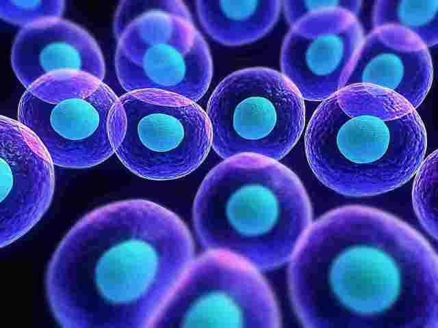  Viagra ayuda a movilizar células madre de la médula ósea para transplantes