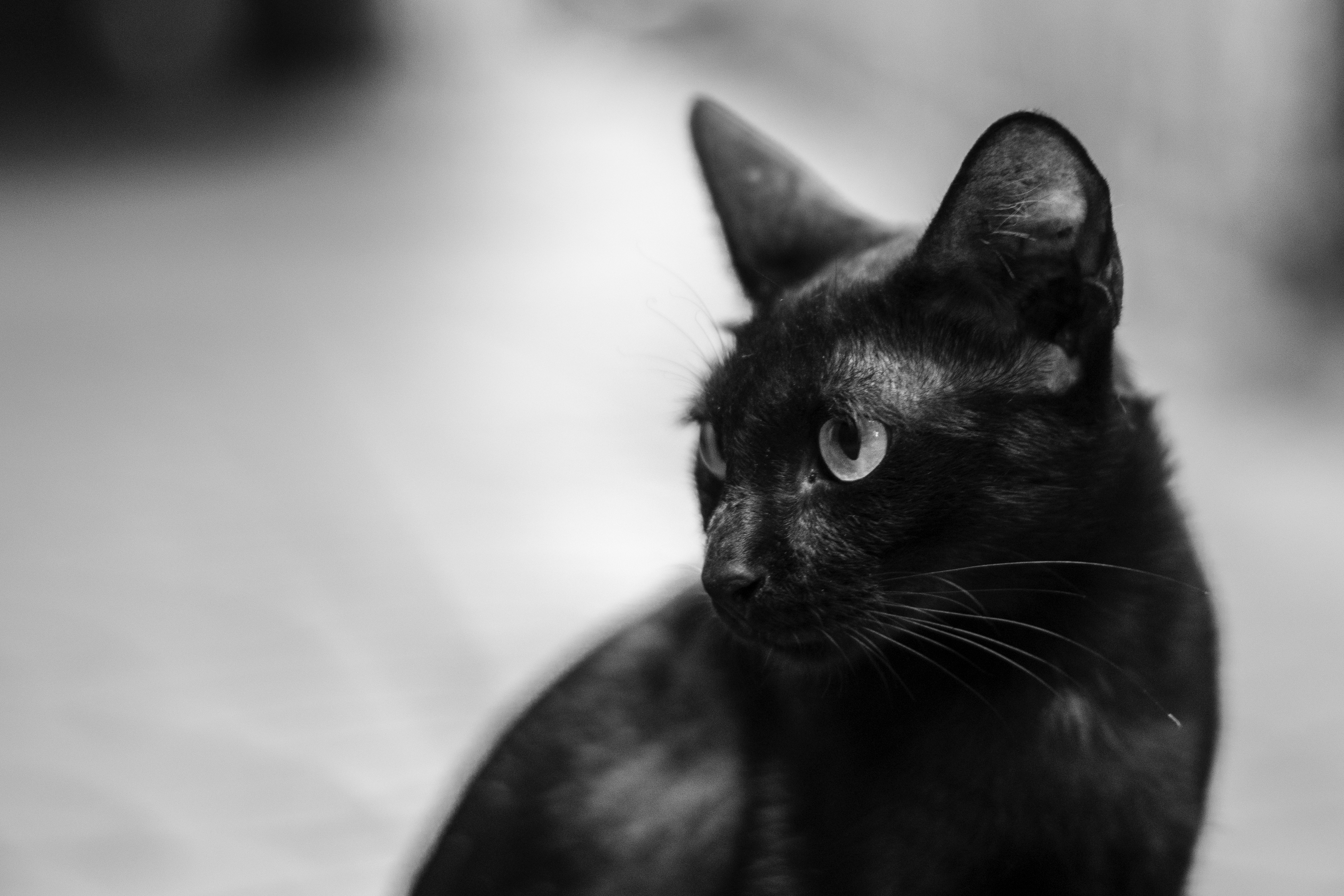  Gatos negros: de la devoción a ser víctimas de brujería