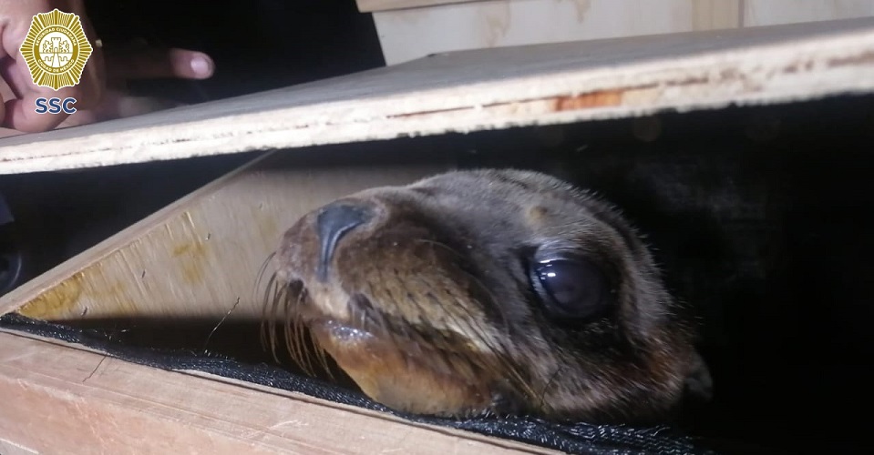  Lobos marinos transportados ilegalmente en auto llegan al Zoológico de Chapultepec