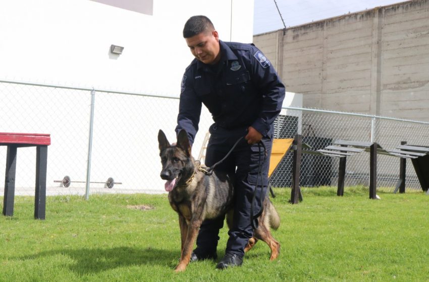  Sistema Penitenciario de Querétaro recibe donación de 9 canes