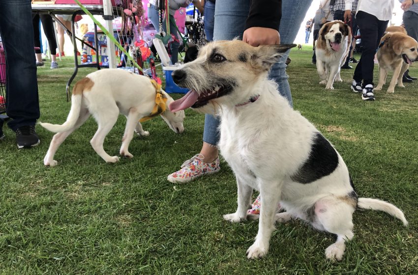  Entregan quirófano móvil y unidad de rescate animal durante Festival Canino de Querétaro