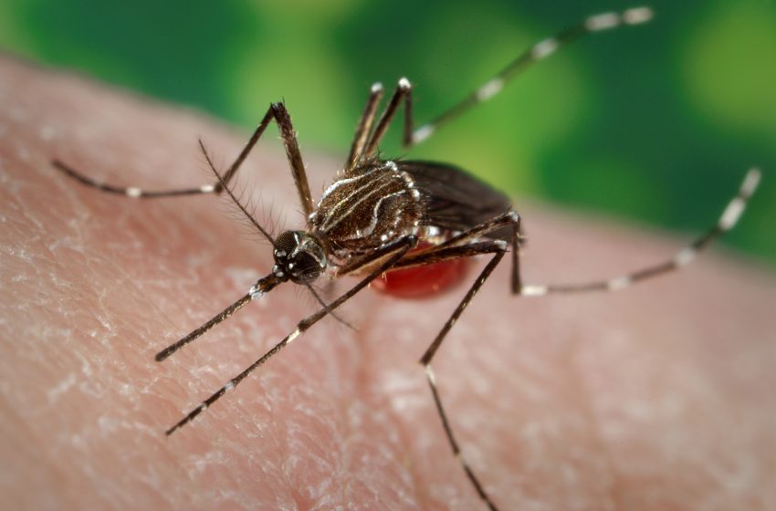  Confirman primera muerte por dengue en Querétaro durante 2026; llaman a reforzar medidas de prevención