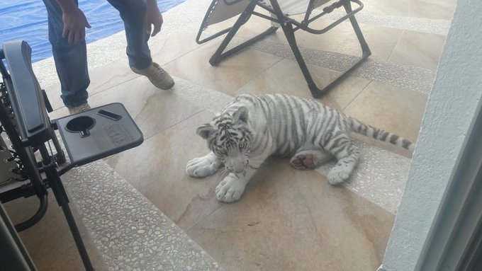  Cachorro de tigre deambulaba por Juriquilla, ya fue recuperado