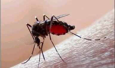  En medio de pandemia por COVID-19, Querétaro registra 15 casos de dengue