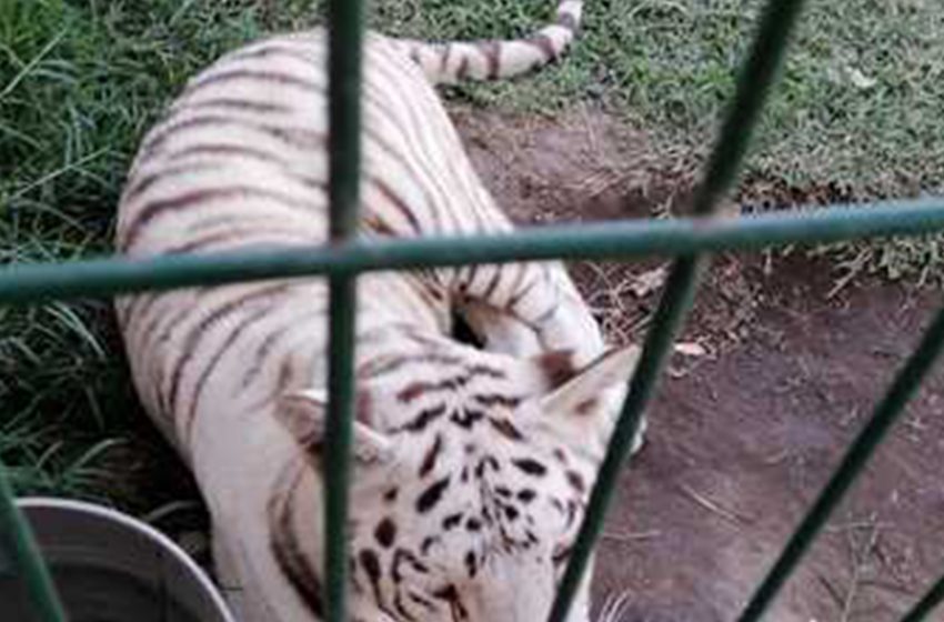  Tigre captado en video es resguardado por Profepa