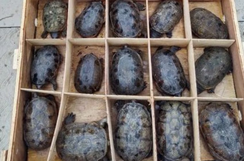  Aseguran a más de 15 mil tortugas que pretendían ser exportadas de manera ilegal a China