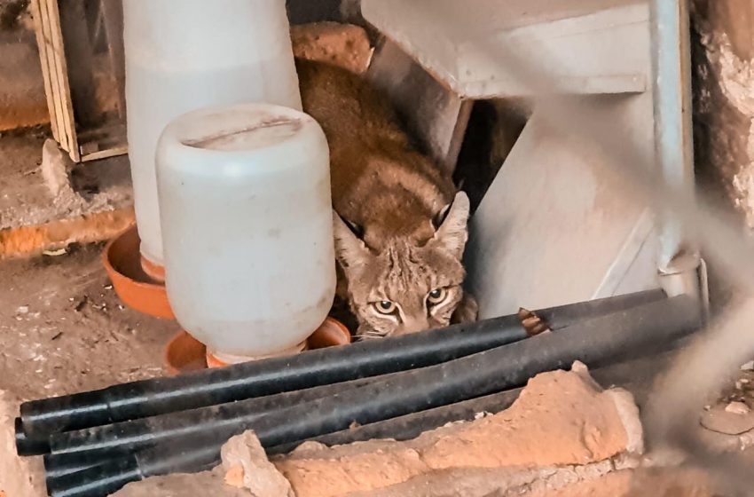  Capturan a lince que ingresó a domicilio en la zona poniente de la capital