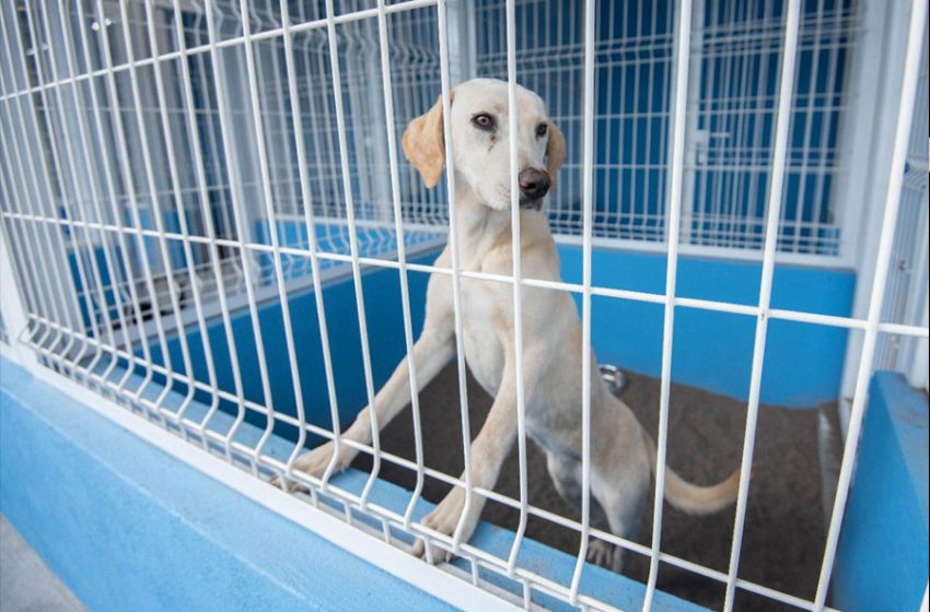  Atiende CAAM de El Marqués reportes de caninos envenenados en dos comunidades
